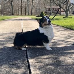 Rooster - Pembroke Welsh Corgi