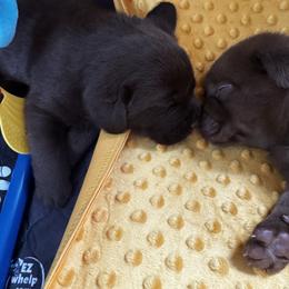 Labrador Retriever Puppies from Enchanted Garden Labradors