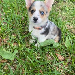 American Corgi and Pembroke Welsh Corgi Puppies from Grassy Lake Corgis
