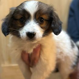 Mario - Boy 1 AKC - White and sable male Papillon puppy in Blue Ridge, Georgia from Butterfly Ridge