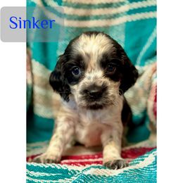 Sinker - Black and white male English Springer Spaniel puppy in Madison, Indiana from McCollough's Pawsome Spaniels and Danny's Delightful Dachshunds