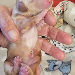 Dachshund Puppies from CLARK'S BREEDING PROGRAM