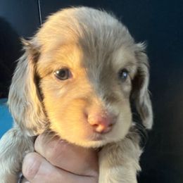 Yawny Girl 3 - Dapple female Dachshund puppy in Bigfork, Minnesota from Dachshunds Up North