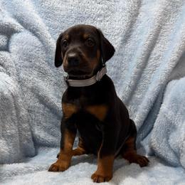 Gregory (Silver Collar) - Black and rust male Doberman Pinscher puppy in Centralia, Missouri from TopSpots Farm