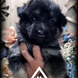 Dixie - Black and tan female German Shepherd puppy in Sequim, Washington from German Shepherd Haus