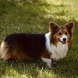Duke - Pembroke Welsh Corgi
