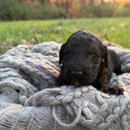 Noelle - Phantom female Goldendoodle puppy in Fayetteville, Arkansas from Silver Hill Farm