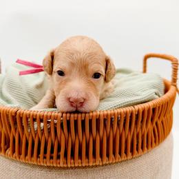 Denali - Apricot female Goldendoodle puppy in North Carolina from Tuxedo Mountain Doodles