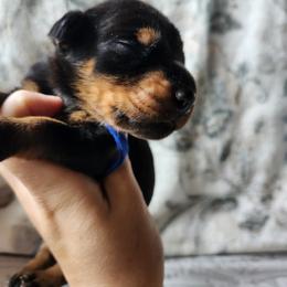 Roman - Black and rust male Doberman Pinscher puppy in Robinson, Pennsylvania from Makkr Ridge Dobermans LLC