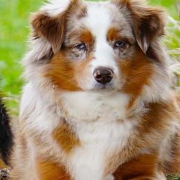 Daisy - Miniature Australian Shepherd