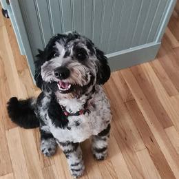 Aussiedoodle puppies from My Classy Doodles