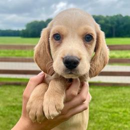 Sunny - Cream male Dachshund puppy in Vevay, Indiana from Works Farm Dachshunds