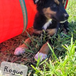 Australian Shepherd Puppies from Marvelled Aussies