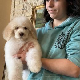Poodle Puppies from Antigua Standard Poodles