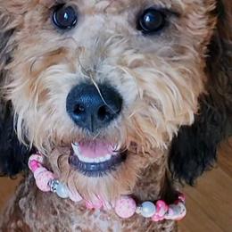 Kaia - Bernedoodle