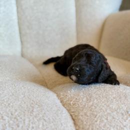 Charlie - Black male Goldendoodle puppy in Twin Falls, Idaho from Burrow & Bone