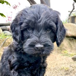 Australian Labradoodle Puppies from Starlight Ridge Australian Labradoodles