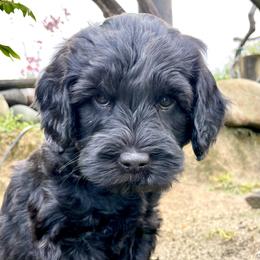 Australian Labradoodle Puppies from Starlight Ridge Australian Labradoodles