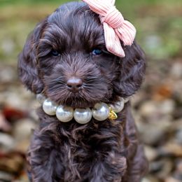 Australian Labradoodle Puppies from Providence Labradoodles, LLC