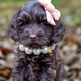 Australian Labradoodle Puppies from Providence Labradoodles, LLC
