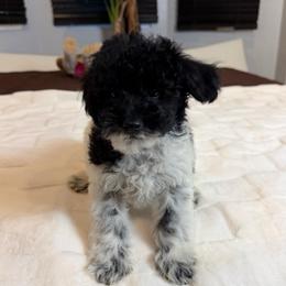 Mickey - Parti male Poodle puppy in Queens, New York from The 2 Musketeers_Cockapoos