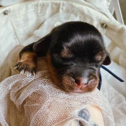Hugo - Black and tan male Cavalier King Charles Spaniel puppy in Tucson, Arizona from Cavapoo Puppy Parade