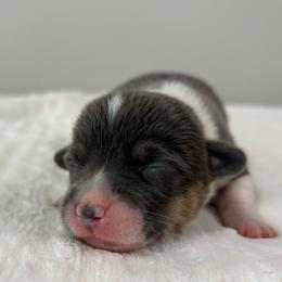 Kiwi - Gray and white female American Corgi puppy in White Hall, Maryland from Folly Acres Corgis
