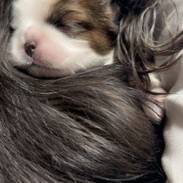 Shih Tzus from Gigi’s Superior Shih Tzus