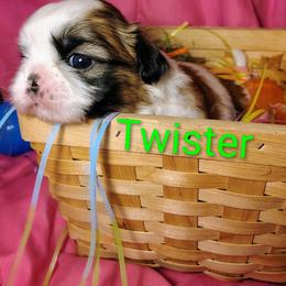 Twister - Tricolor male Shih Tzu puppy in Memphis, Tennessee from Thorntons Fur Crew