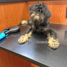 Brussels Griffon Puppies from BamaBrussels
