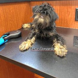 Brussels Griffon Puppies from BamaBrussels