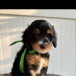 Bernedoodle, Cavapoo, Goldendoodle, and Poodle Puppies from Gypsi Doodles & Poodles