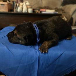Girl 3 - Black and red female German Shepherd puppy in Londonderry, New Hampshire from Rusak Shepherds / Wiley Hill Shepherds