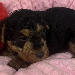 Tasha - Black and tan female Welsh Terrier puppy in Park Rapids, Minnesota from Peggy’s Terriers