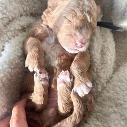 Faith - Apricot female Goldendoodle puppy in Waterford, California from Alvdoodles