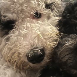 Bernedoodles from Dorsch's Doodles