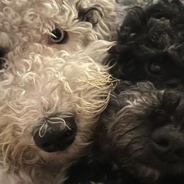 Bernedoodles from Dorsch's Doodles