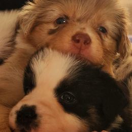 Australian Shepherd Puppies from Whimsical Aussies