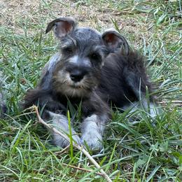 Gray Collar Boy - Salt and pepper male Miniature Schnauzer puppy in Kansas City, Kansas from Daniel Morlan
