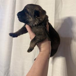 Ghost - Sable male German Shepherd puppy in Beryl, Utah from Von Den Mächtigen Kennels