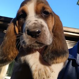 Girl 1 - female Basset Hound puppy in Richland Hills, Texas from The Basset Family