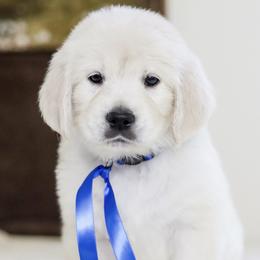 Mr. Blue Collar - Light golden male Golden Retriever puppy in Troy, Alabama from Southland Goldens
