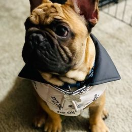French Bulldogs from Topstarz Frenchies