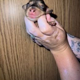 Joey - Dapple male Dachshund puppy in La Junta, Colorado from Royal King’s Mini Dachshunds