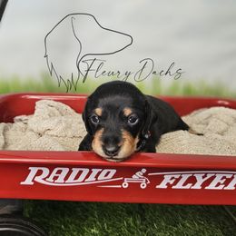 WSN1-1 - Black and tan male Dachshund puppy in Martin City, Montana from FleuryDachs