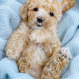 Huck - Apricot male Aussiedoodle puppy in Byron, Georgia from Southern Olive Doodles 🫒