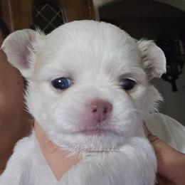 Aurora - Cream and white female Chihuahua puppy in El Paso, Texas from JVJ Chihuahua