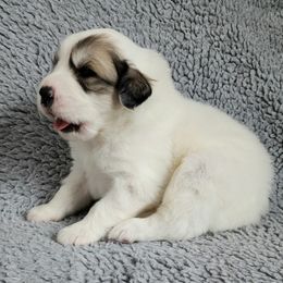Moose - green collar - White and badger male Great Pyrenees puppy in Monmouth, Maine from Flewelling Great Pyrenees
