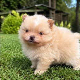 Truffle - Cream male Pomeranian puppy in Buck Valley, Pennsylvania from Buck Valley Pomeranians