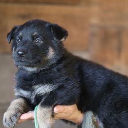 Niko - Black and tan male German Shepherd puppy in Augusta, West Virginia from Vom Haus Highlands